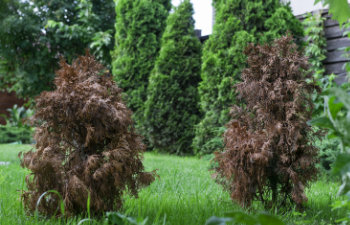 two little dried damaged thujas in green garden