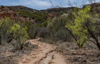 dry creek bed runs in the canyon in spring