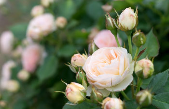 delicate pink spray rose