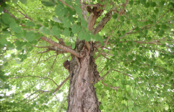 big healthy deciduous tree