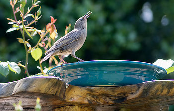 female starling drinking from a garden bird bath