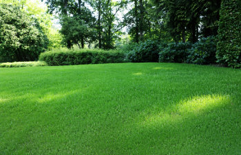 beautiful view of green grass and bushes in garden on sunny day