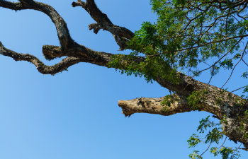 a dead tree trunk on sky background