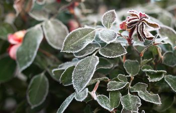 Frost-covered leaves and a wilted flower with a frosty edge in a garden setting.