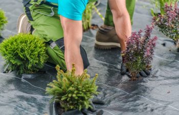 Professional Caucasian Landscaper Installing Weed Control Fabric Material in a Residential Garden to Control Weed Spreading.