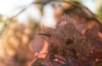 Artistic macro shot of delicate white blossoms captured in soft, golden evening light. The dreamy bokeh background and pastel tones evoke a feeling of tranquility and early spring beauty. Ideal for ro